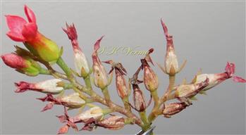  Inflorescence-Dichasial followed by monochasial cyme